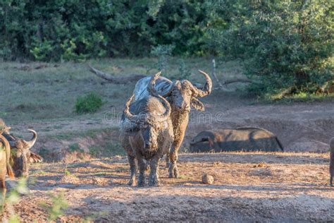  De Intrekking van die Buffels: Een Ongehoorde Ontmoeting met de Wilde