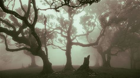  Het Hongshu Lin: Een Zalige Spectakel van Rode Bomen en Mysterieuze Mist!